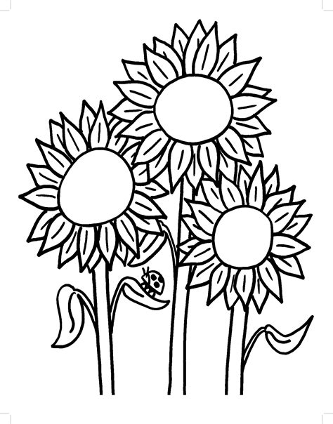 colouring picture of sunflower