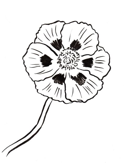 colouring pictures of poppies