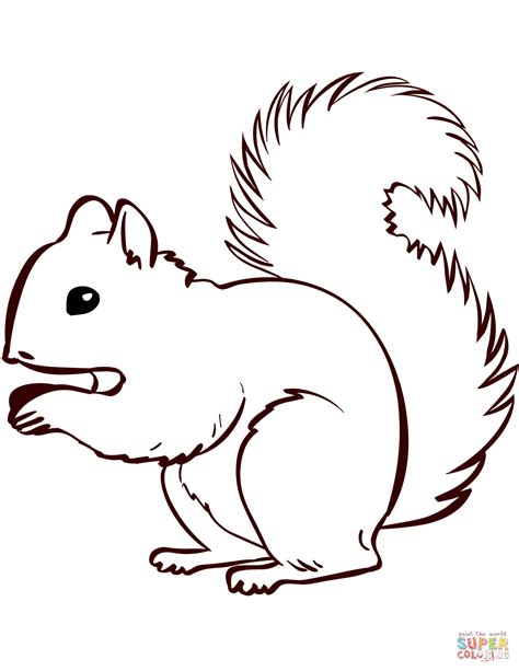 colouring squirrel