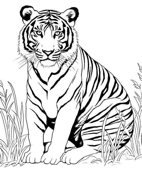 colouring tiger images
