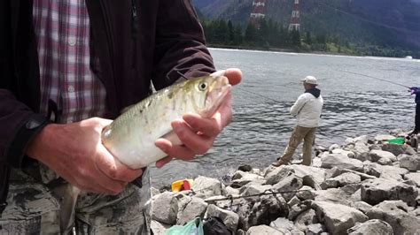 Columbia River Fish Count 2020