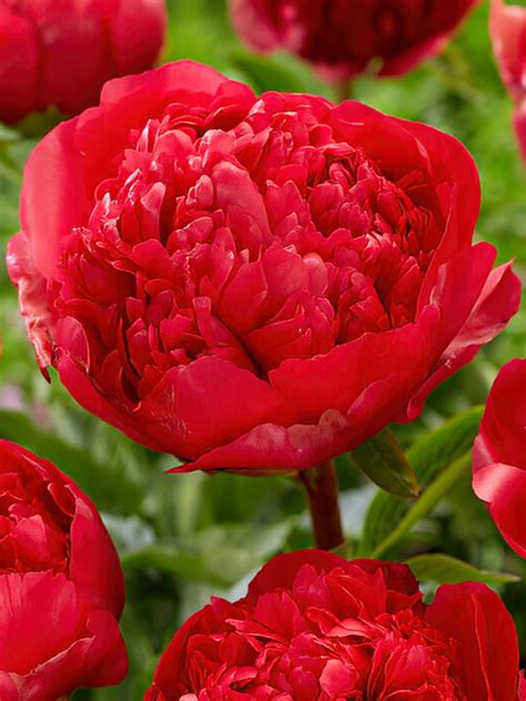 command performance peony