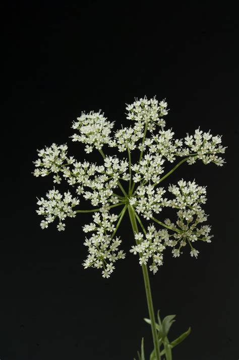 common anise diseases