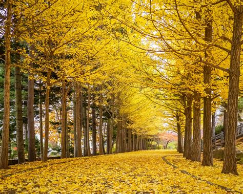 common ginkgo varieties