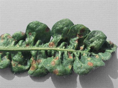 common greenhouse diseases