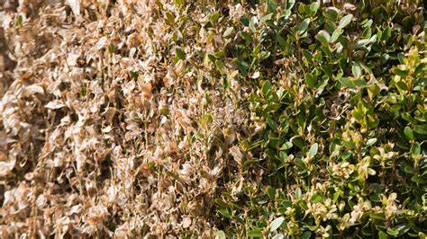common hedging diseases