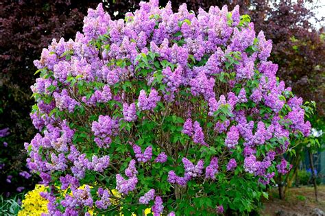common lilac bush