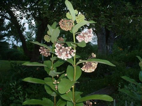 common milkweed companion plants
