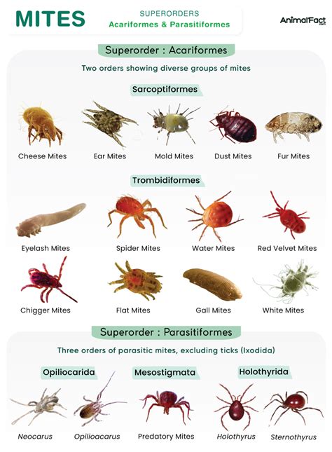 common mites affecting plants