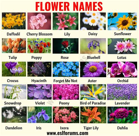 Common Names and Varieties