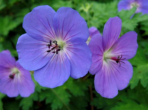 common perennial flowers