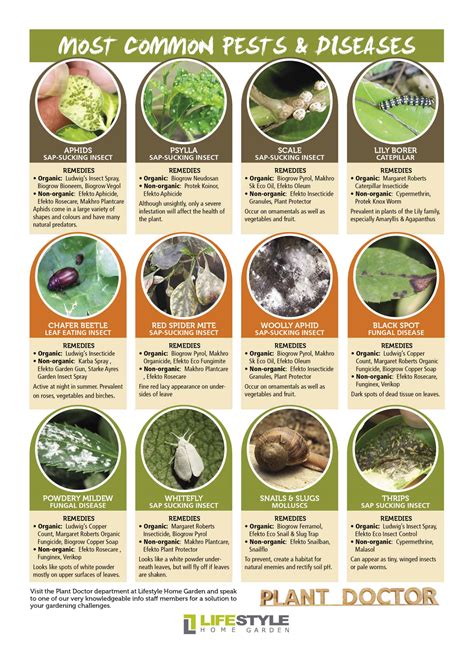 Common Pests and Diseases