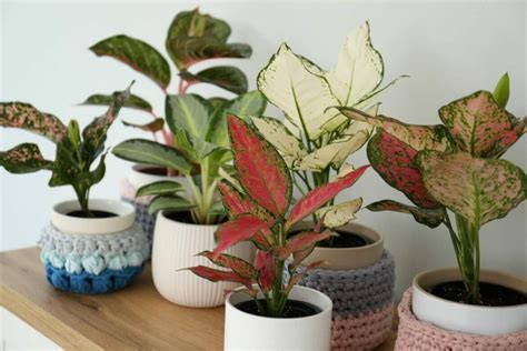 Common pests and diseases in Aglaonema