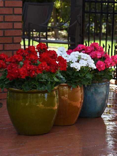 common potted flowers