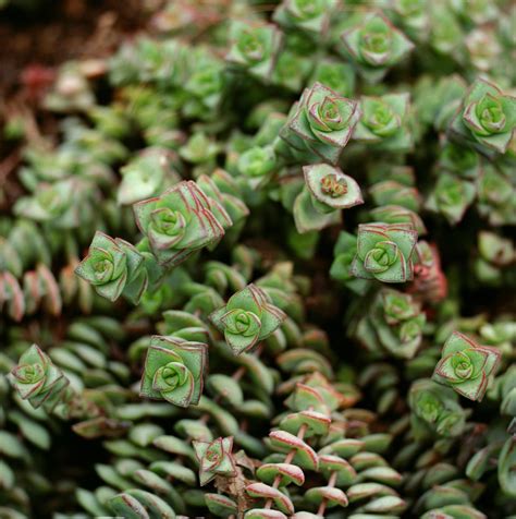 common types of succulents