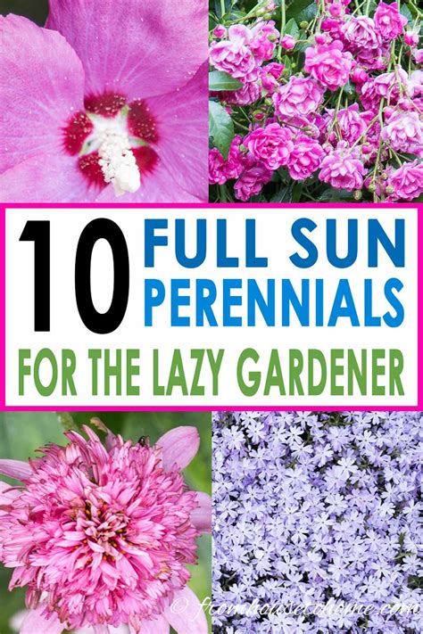 compact perennials full sun