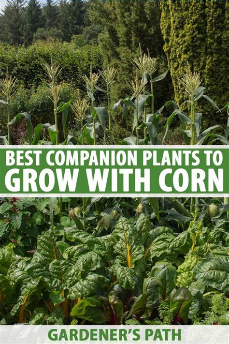 companion crops for corn