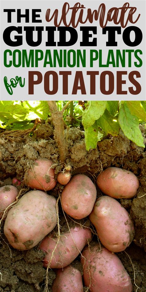 companion crops for potatoes