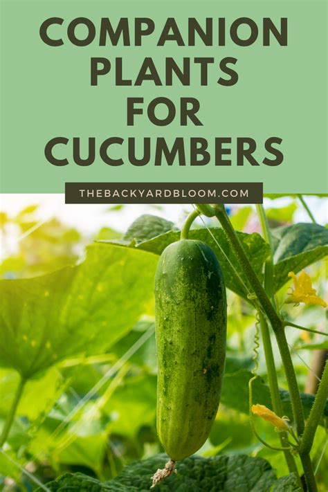 companion cucumber