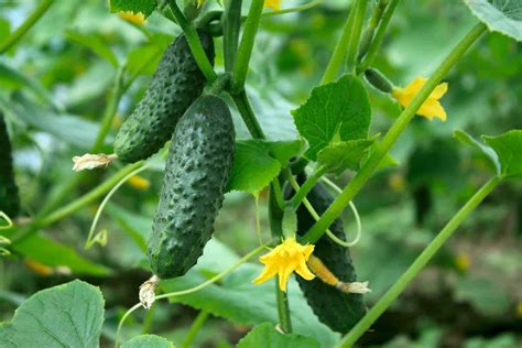companion flowers for cucumbers