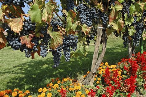 companion flowers for grapes