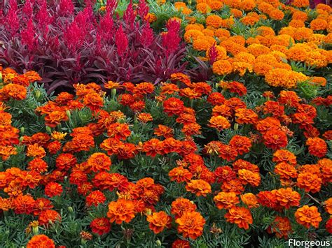 companion flowers for marigolds