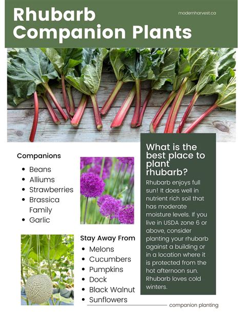 companion flowers for rhubarb