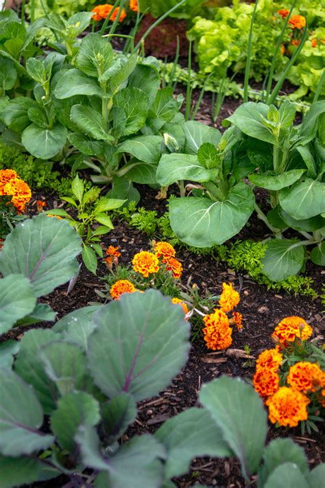 companion flowers for vegetable garden