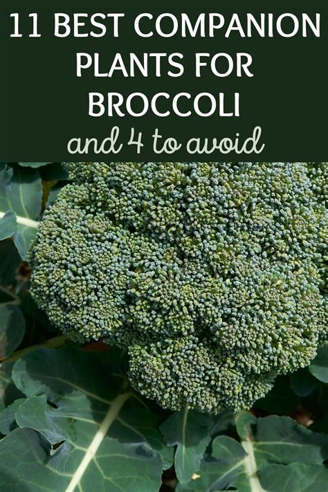 companion for broccoli