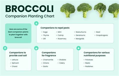 companion for broccoli