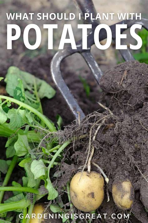 companion gardening potatoes