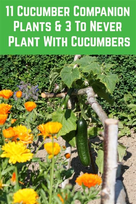 companion herbs for cucumbers