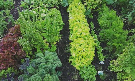 companion herbs for lettuce