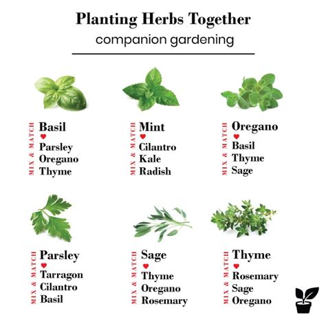 companion herbs for mint