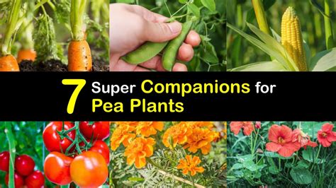 companion herbs for peas
