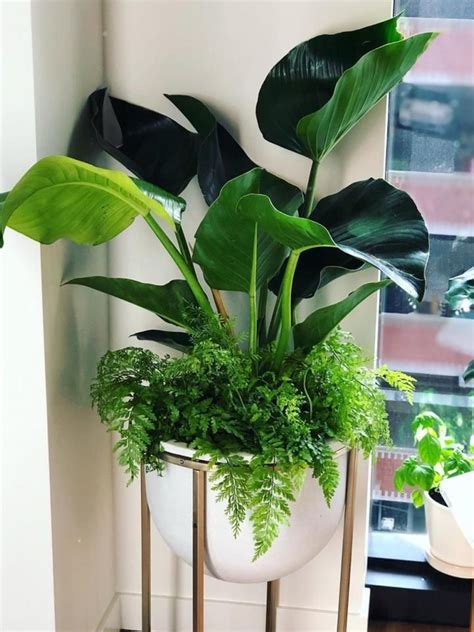 Companion Houseplants: The Perfect Roommates for Your Home