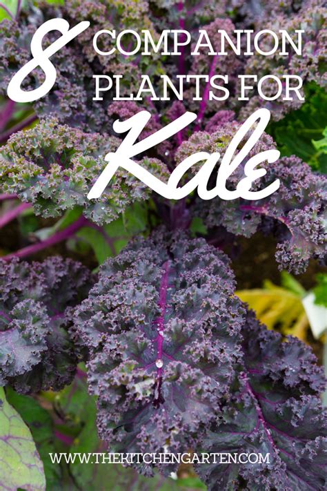 companion kale