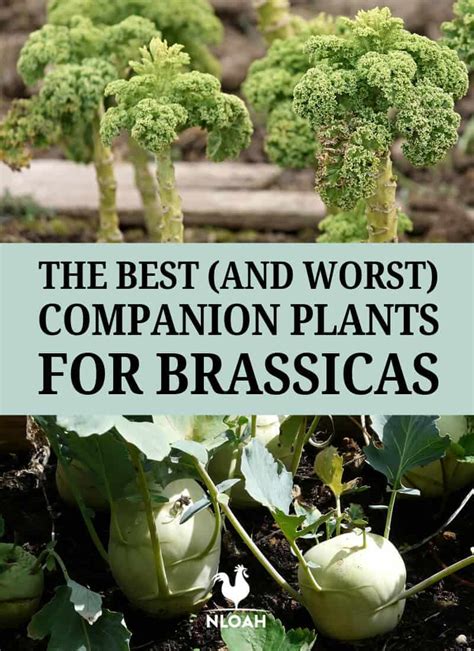 companion plant brassicas