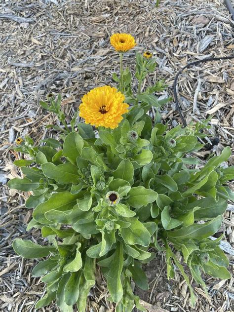 companion plant calendula