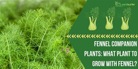 companion plant fennel