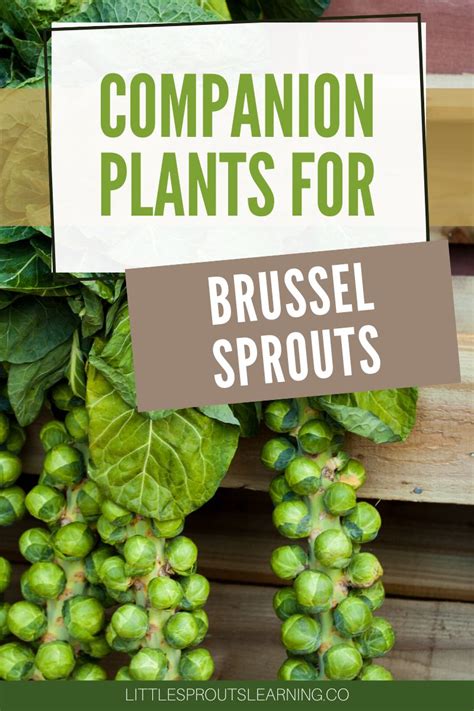 companion plant for brussel sprouts