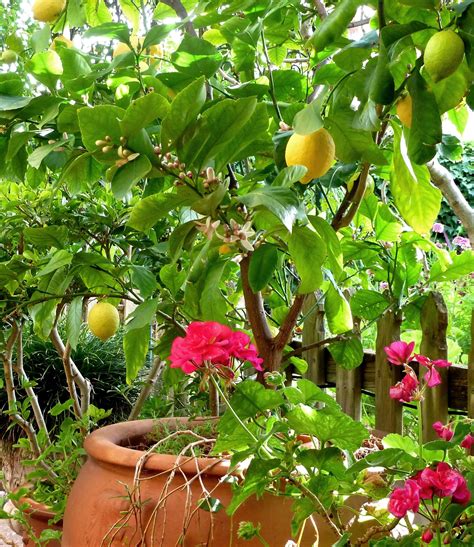 companion plant for potted lemon tree