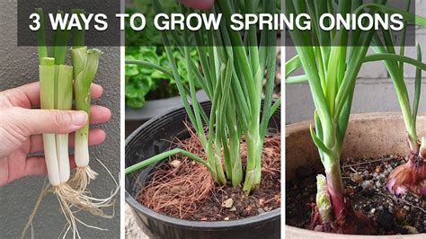 companion plant spring onion