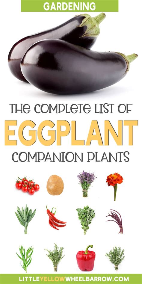 companion plant with eggplant