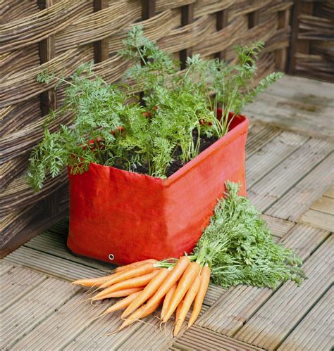 companion planting carrots in containers