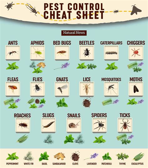 companion planting chart for pest control