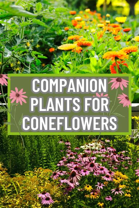 companion planting flowers