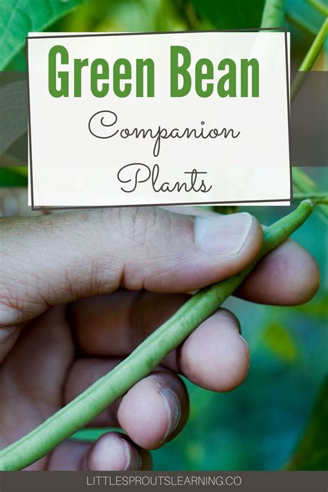 companion planting for green beans