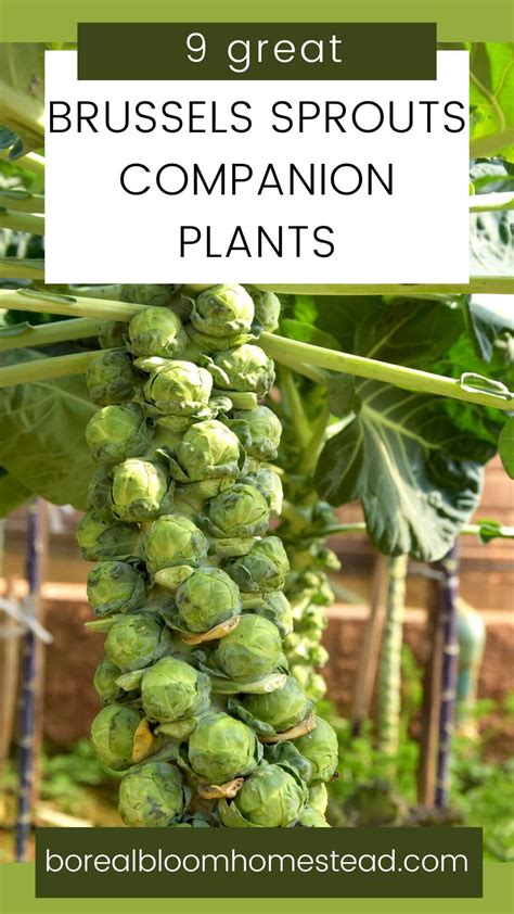 Companion Planting For Kohlrabi: Everything You Need To Know