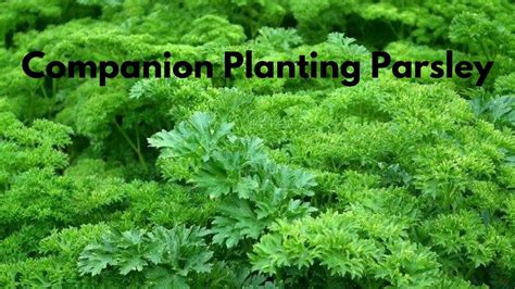 companion planting for parsley